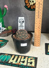 Echinopsis marsoneri