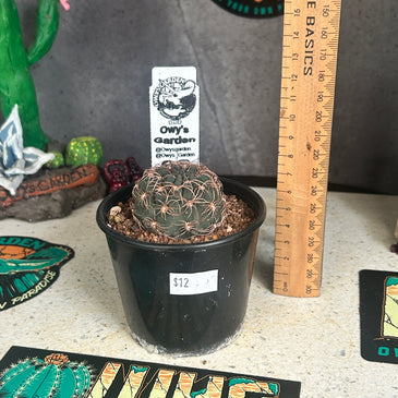 Echinopsis marsoneri