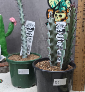 Euphorbia greenwayii