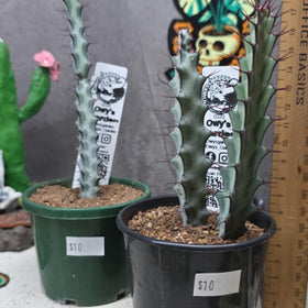 Euphorbia greenwayii