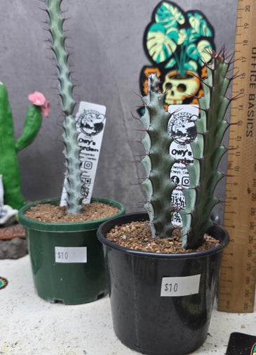 Euphorbia greenwayii