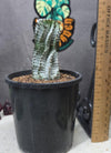 Euphorbia polygona (white)