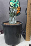 Euphorbia polygona (white)