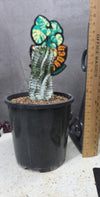Euphorbia polygona (white)