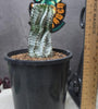 Euphorbia polygona (white)