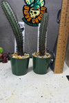 Cereus aethiops
