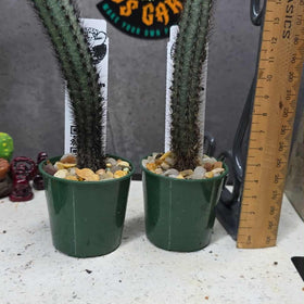 Cereus aethiops