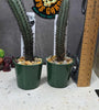 Cereus aethiops