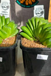 Haworthia truncata 'lime green'