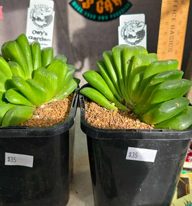 Haworthia truncata 'lime green'