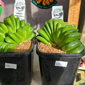 Haworthia truncata 'lime green'