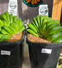 Haworthia truncata 'lime green'