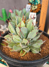 Agave potatorum 'Cubic'