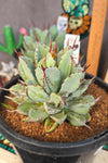Agave potatorum 'Cubic'