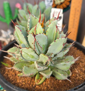 Agave potatorum 'Cubic'
