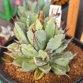 Agave potatorum 'Cubic'