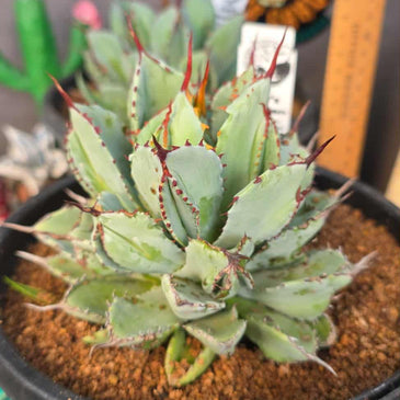 Agave potatorum 'Cubic'
