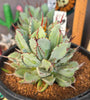 Agave potatorum 'Cubic'