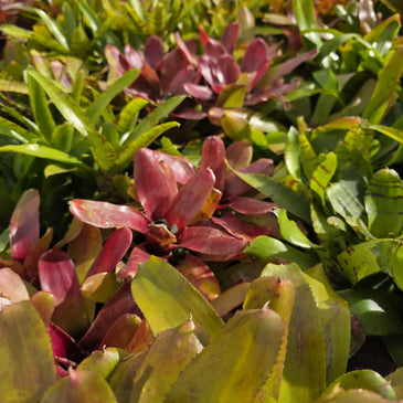 Neoregelia Lucky Dip – Bromeliad Surprise Pack (4 Plants)