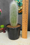Cliestocactus sp (Red Spine)