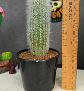Cliestocactus sp (Red Spine)