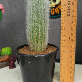 Cliestocactus sp (Red Spine)