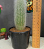 Cliestocactus sp (Red Spine)