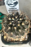 Neoporteria atrispinosa