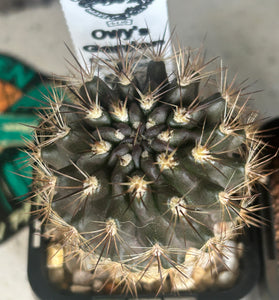 Neoporteria atrispinosa