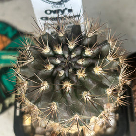 Neoporteria atrispinosa