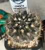 Neoporteria atrispinosa