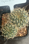 Sulcorebutia species