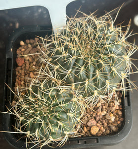 Sulcorebutia species