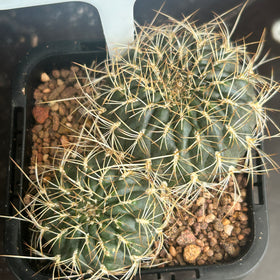 Sulcorebutia species