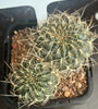 Sulcorebutia species