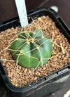 Echinocereus knippelianus