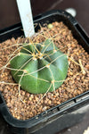 Echinocereus knippelianus