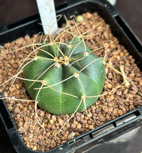 Echinocereus knippelianus