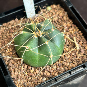 Echinocereus knippelianus