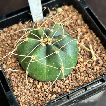 Echinocereus knippelianus