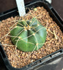 Echinocereus knippelianus