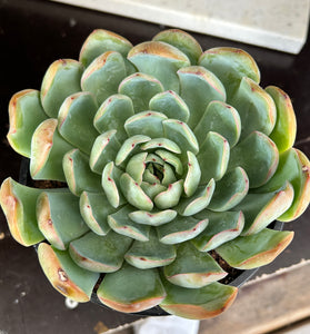 Echeveria sp