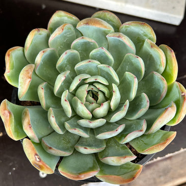 Echeveria sp