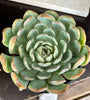 Echeveria sp