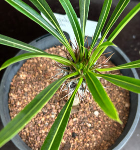 Pachypodium lamerei