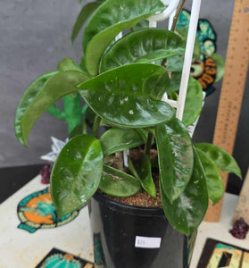 Hoya carnosa 'krinkle'