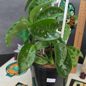 Hoya carnosa 'krinkle'