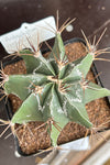 Astrophytum ornatum