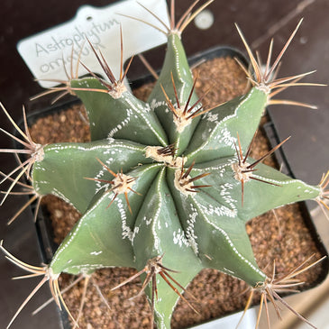 Astrophytum ornatum