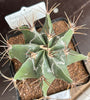 Astrophytum ornatum